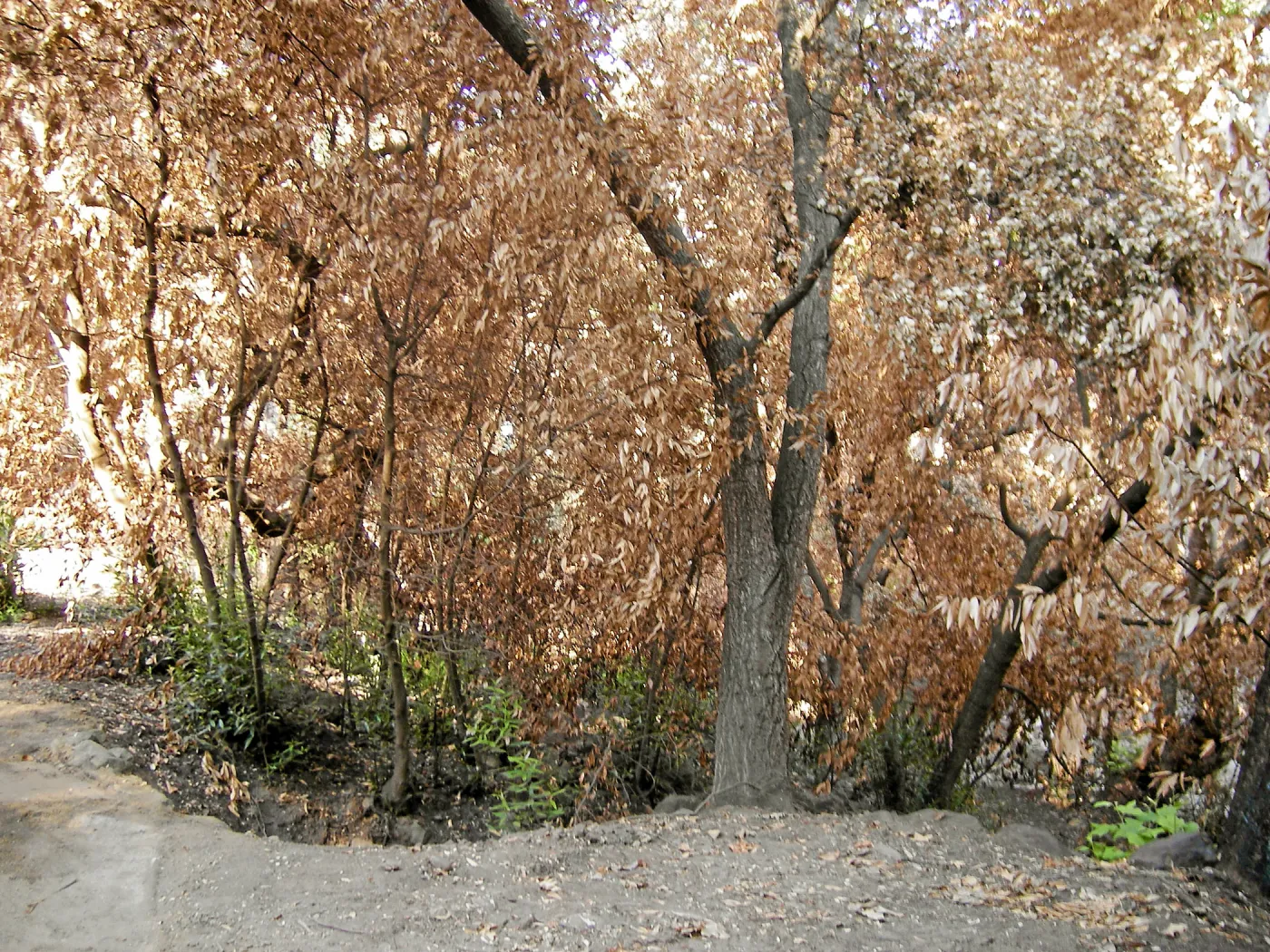 Canyon, after the Jesusita Fire