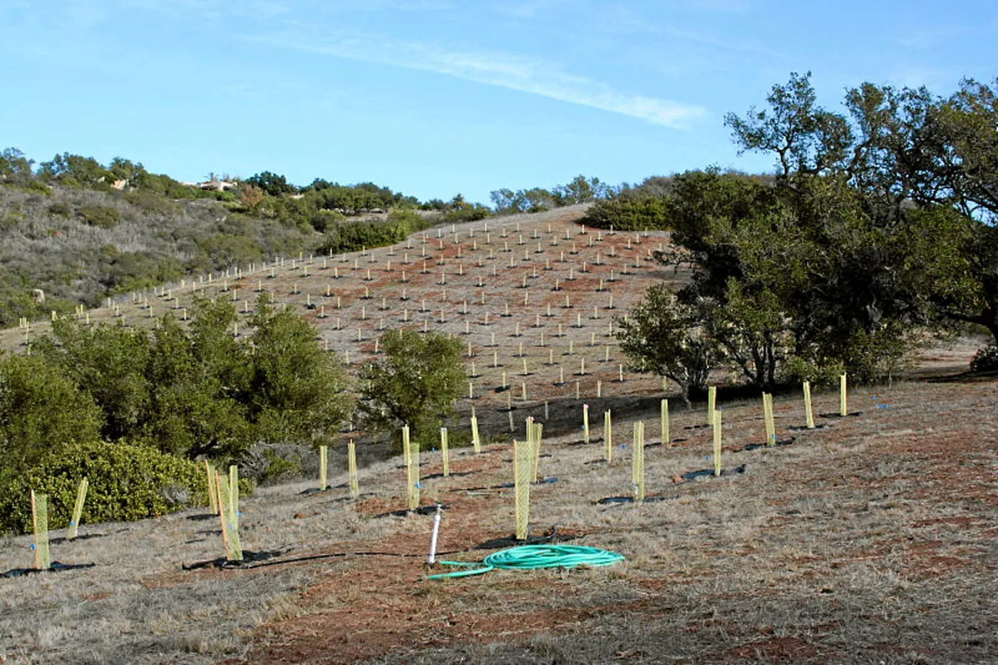 Torrey Pine planting at Hay Hill property