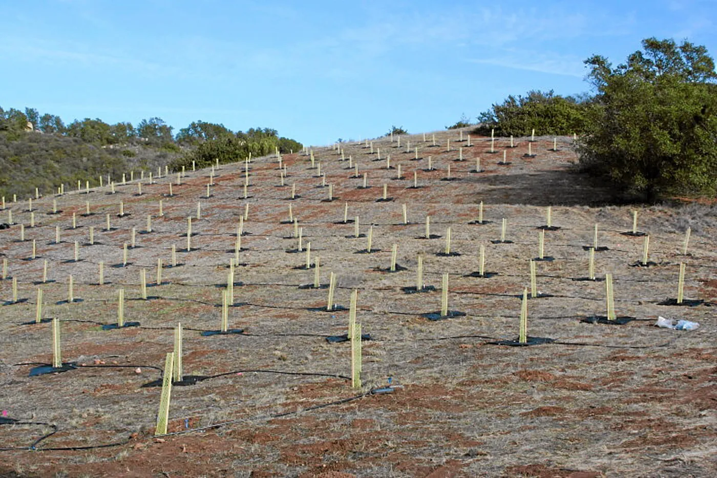 Torrey Pine planting at Hayhill property