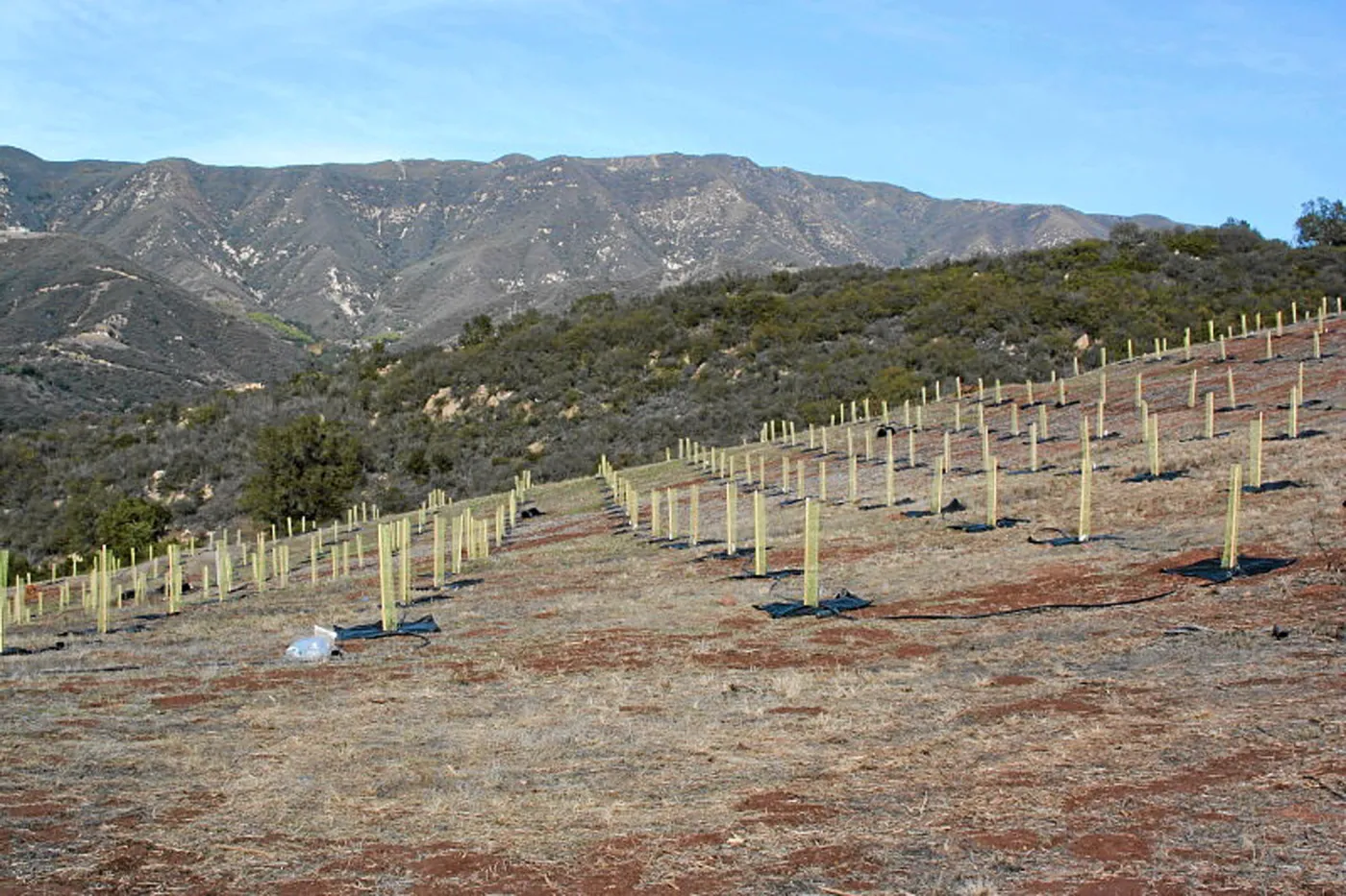 Torrey Pine planting at Hayhill property