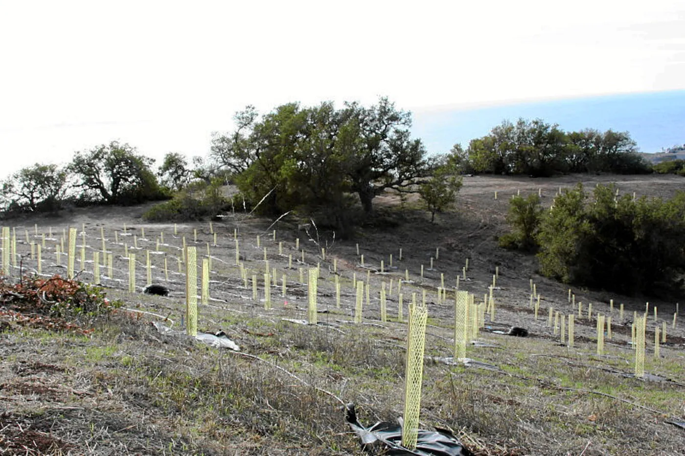 Torrey Pine planting at Hayhill property