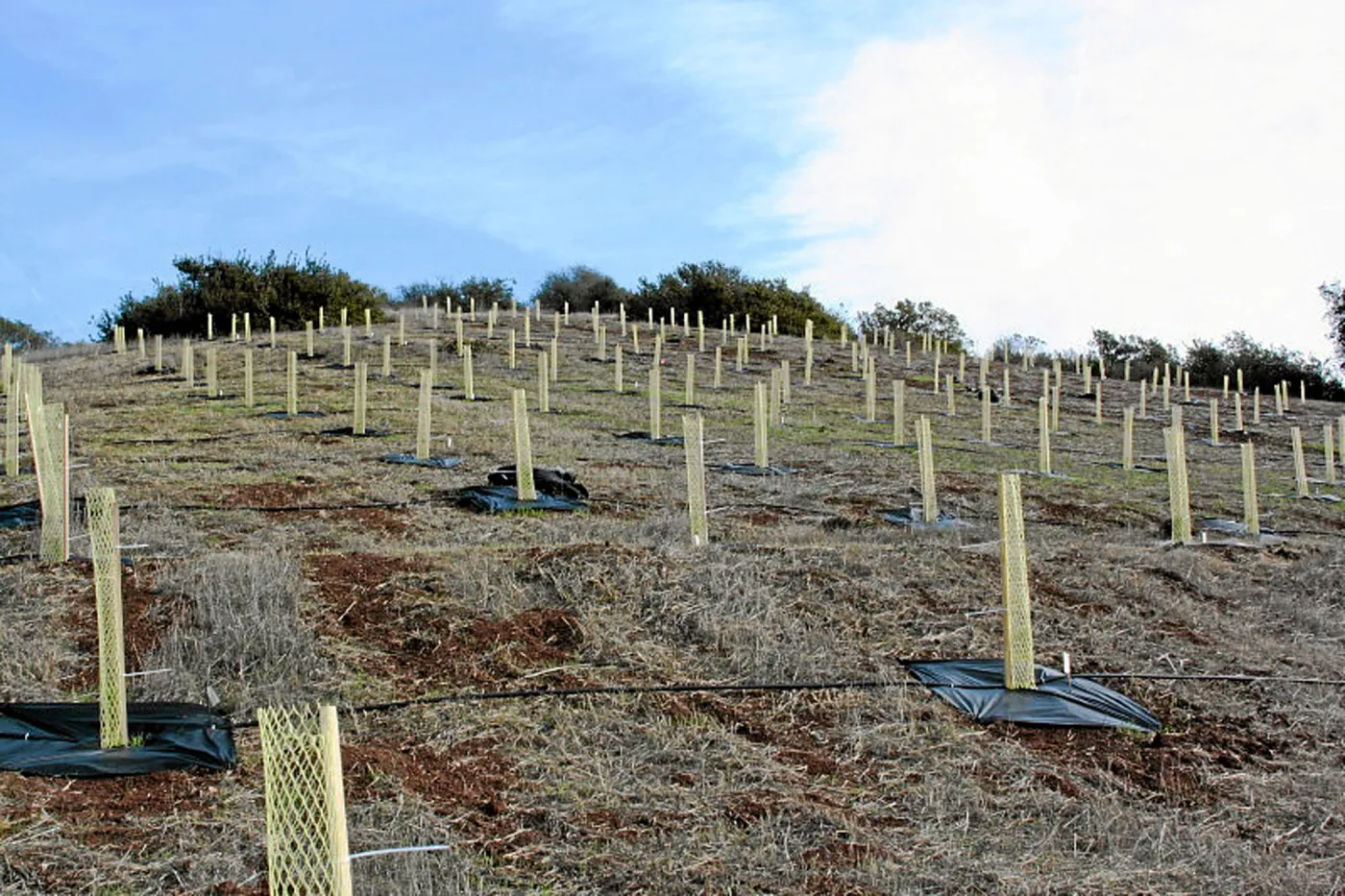 Torrey Pine planting at Hayhill property