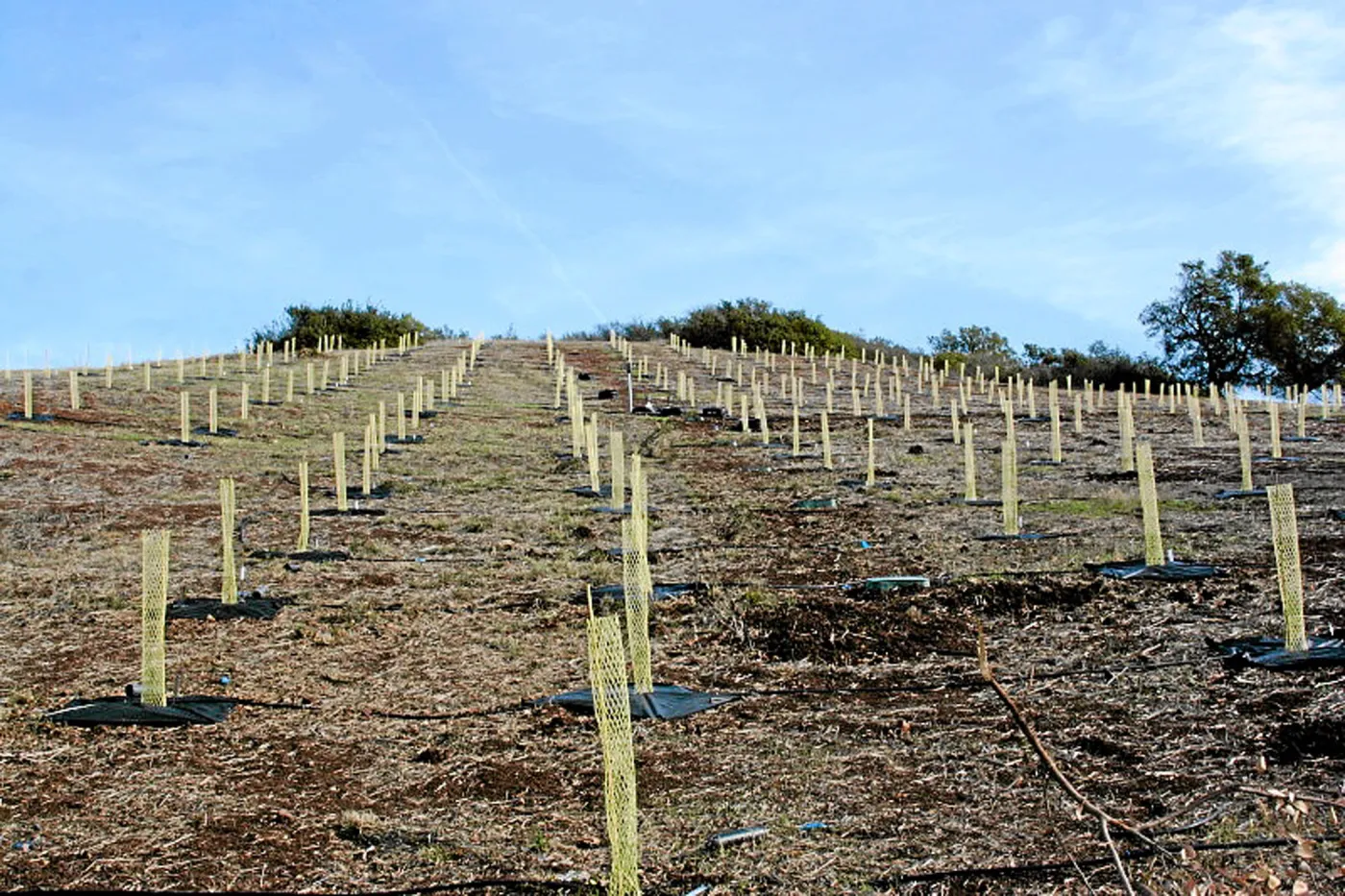 Torrey Pine planting at Hayhill property