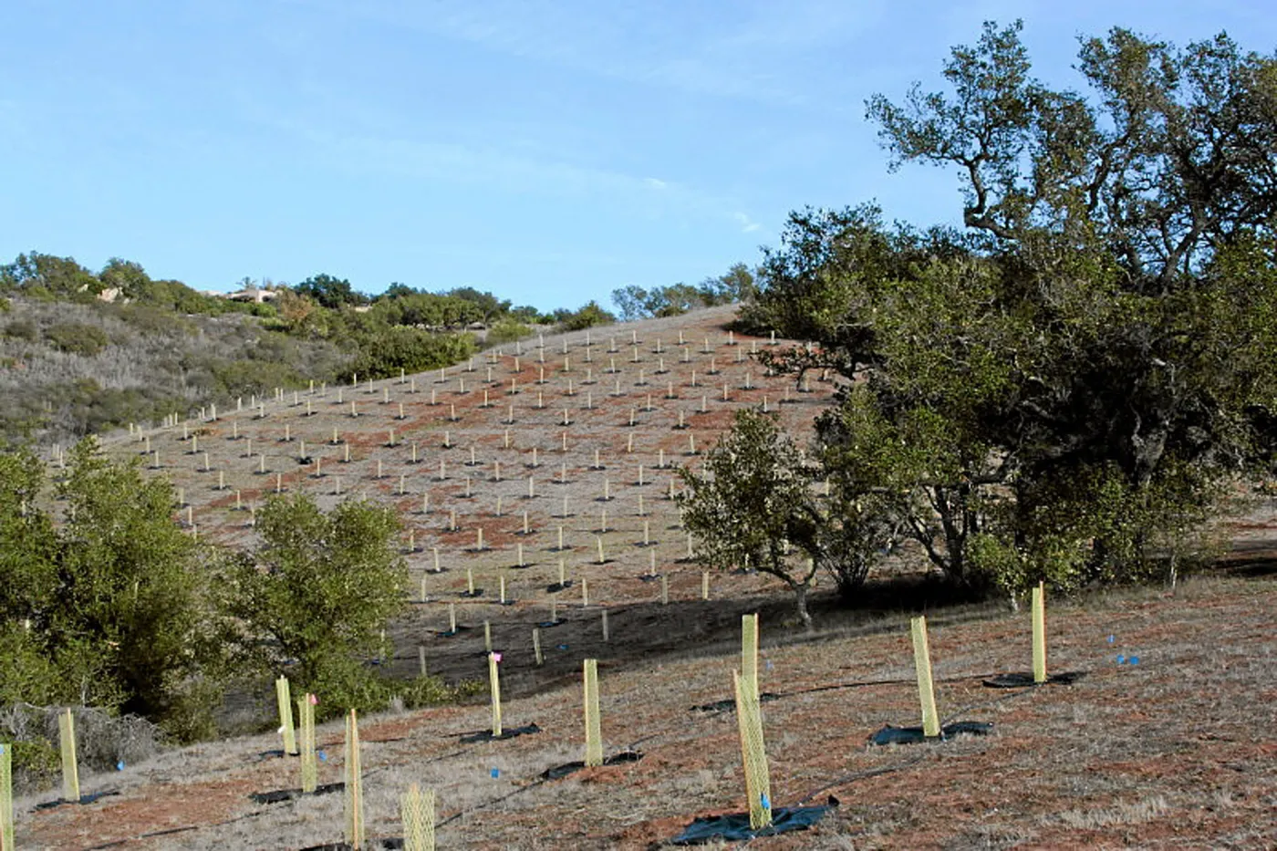 Torrey Pine planting at Hayhill property