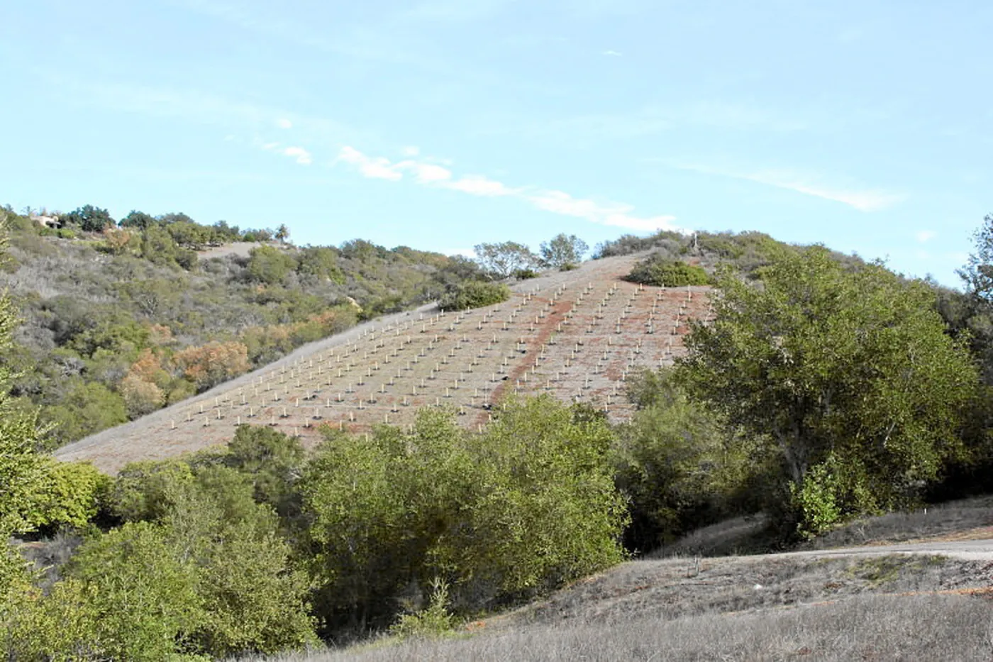 Torrey Pine planting at Hayhill property