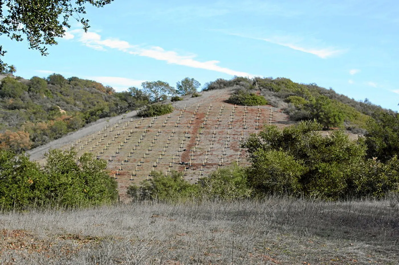 Torrey Pine planting at Hayhill property