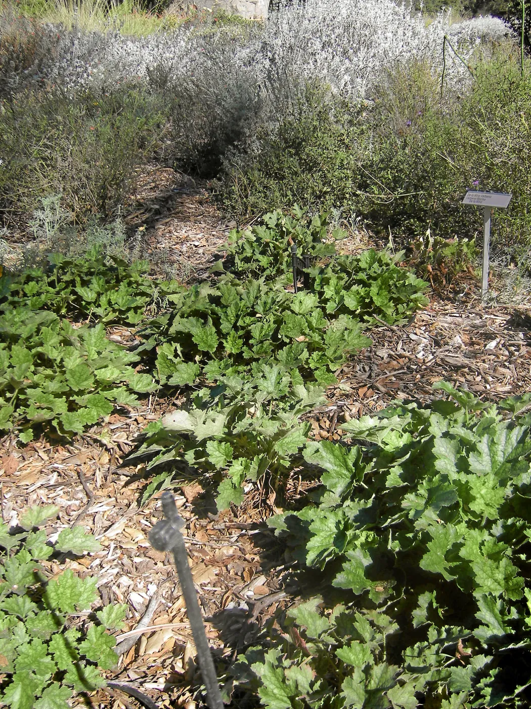 Irrigation press pictures