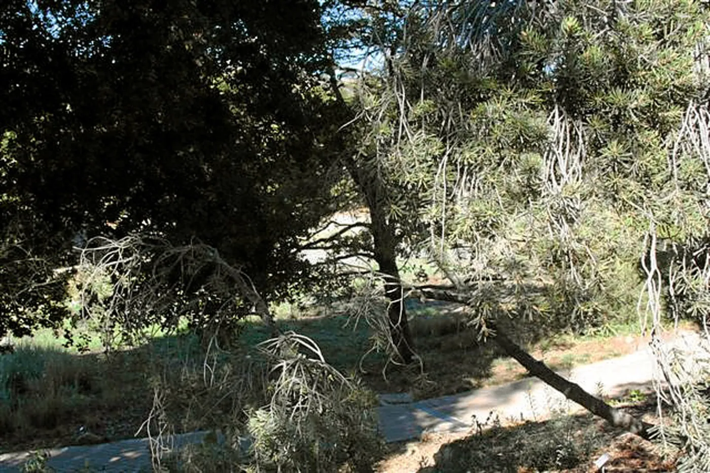 View to Meadow Terrace, from North west top of steps