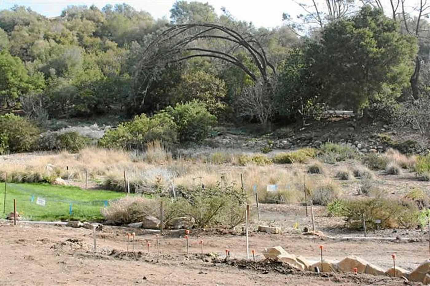 Meadow Terrace, east from Terrace, with arching Gray Pine