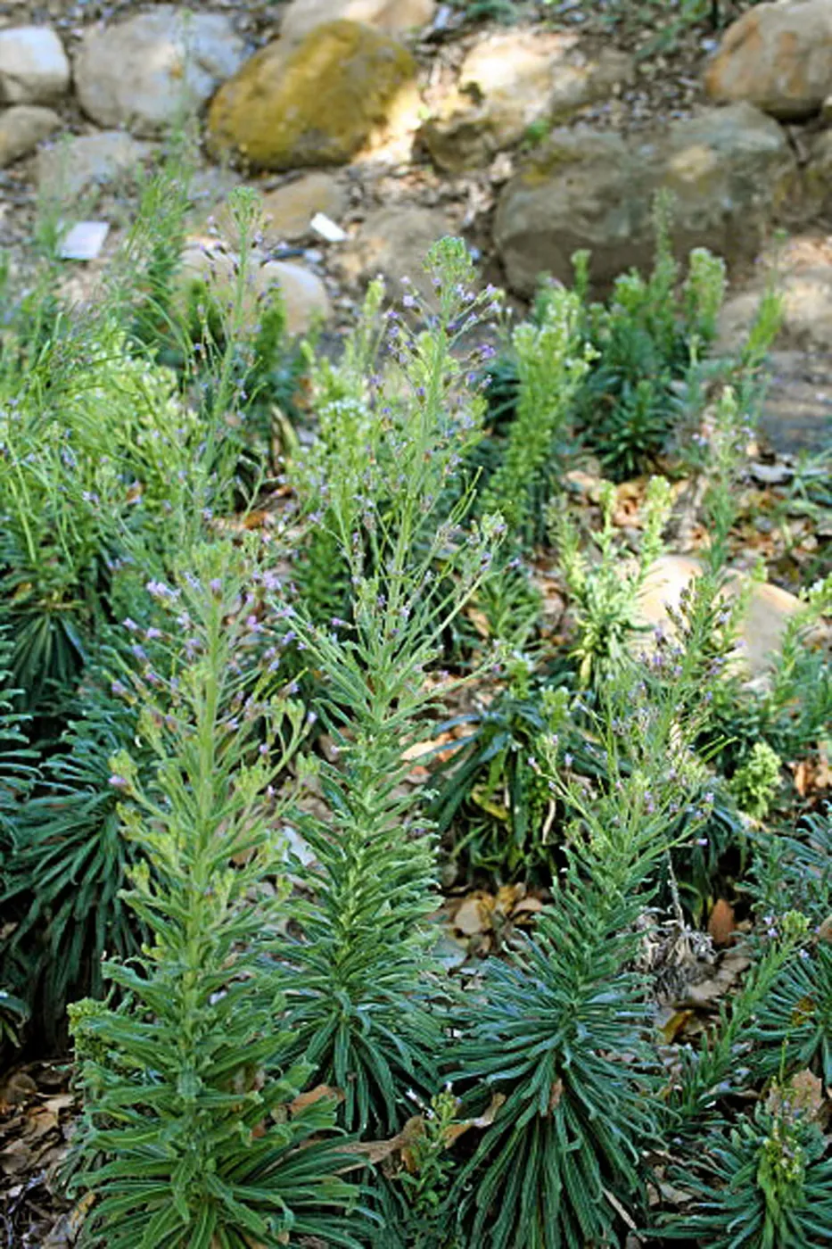 Arabis hoffmannii
