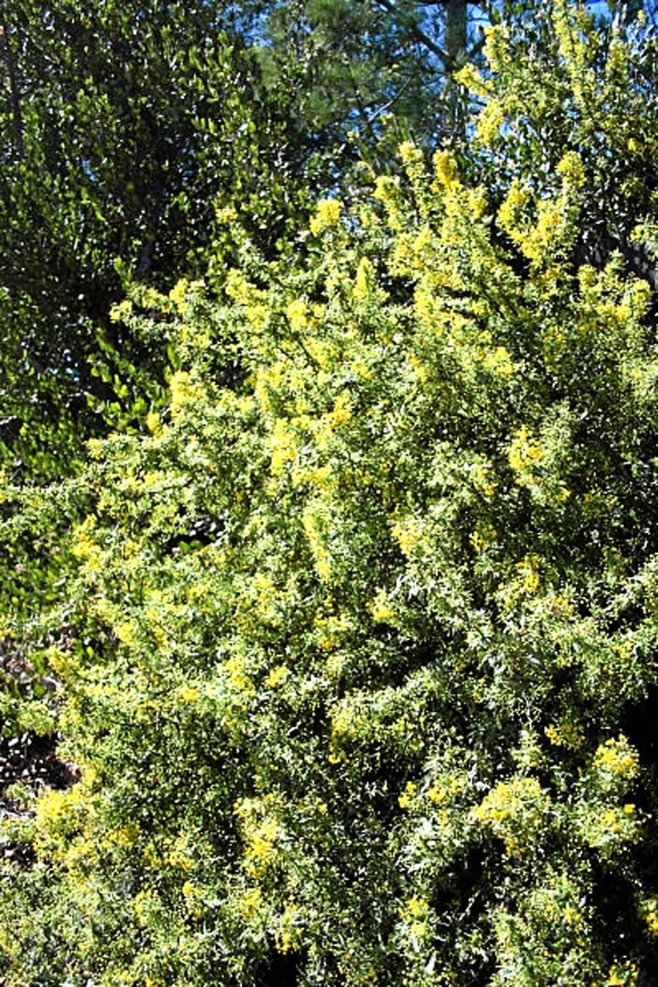 Berberis nevenii