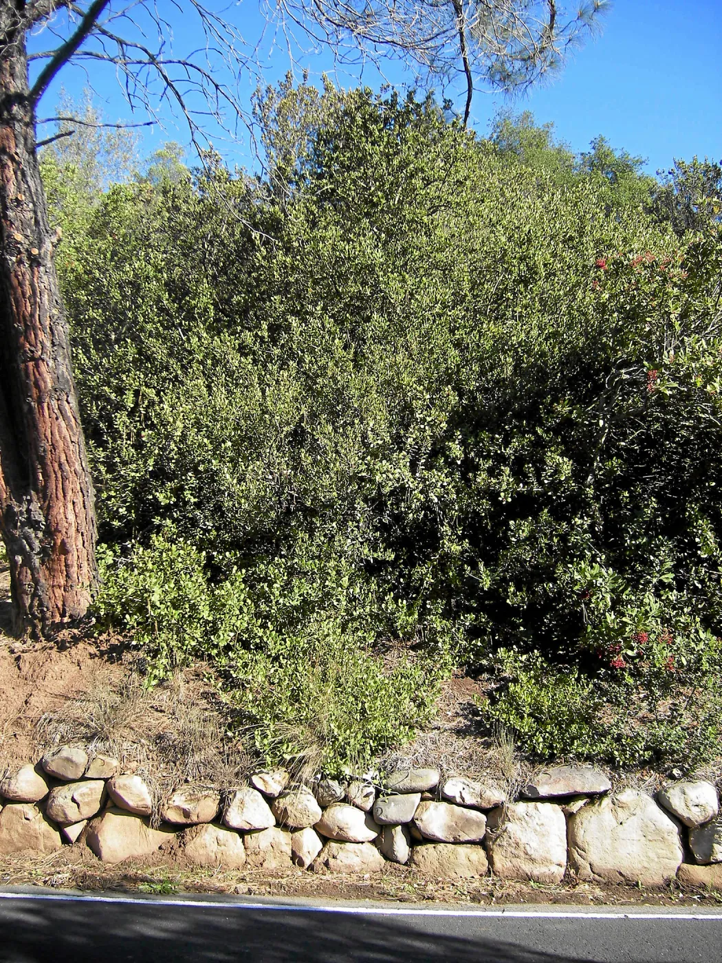 Brush along Mission Canyon Road