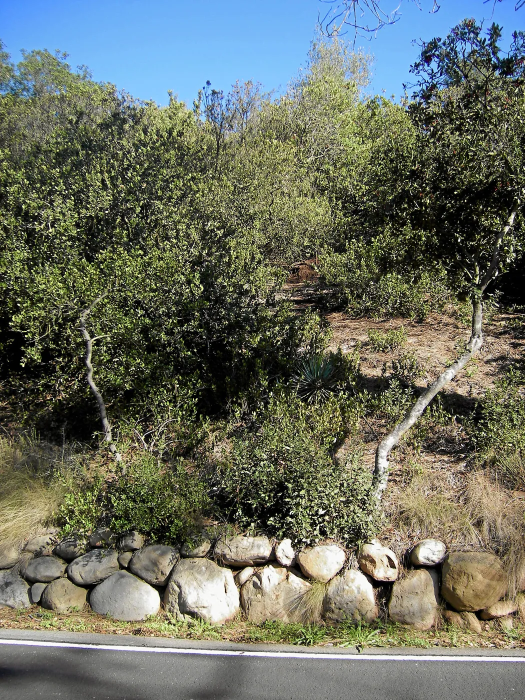 Brush along Mission Canyon Road