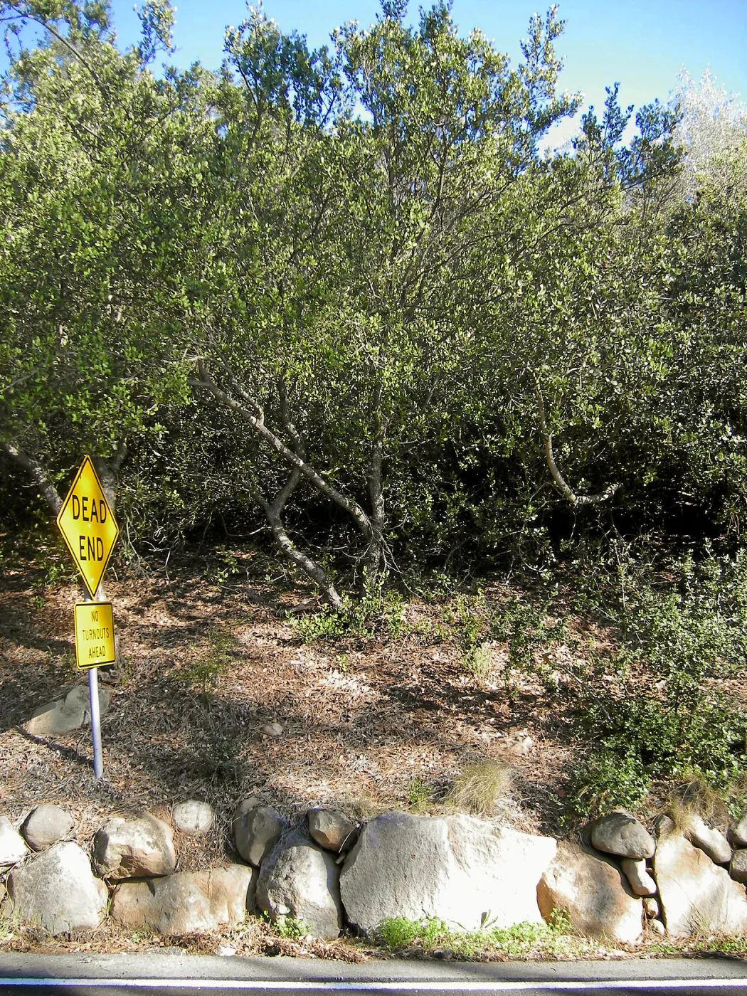Brush along Mission Canyon Road