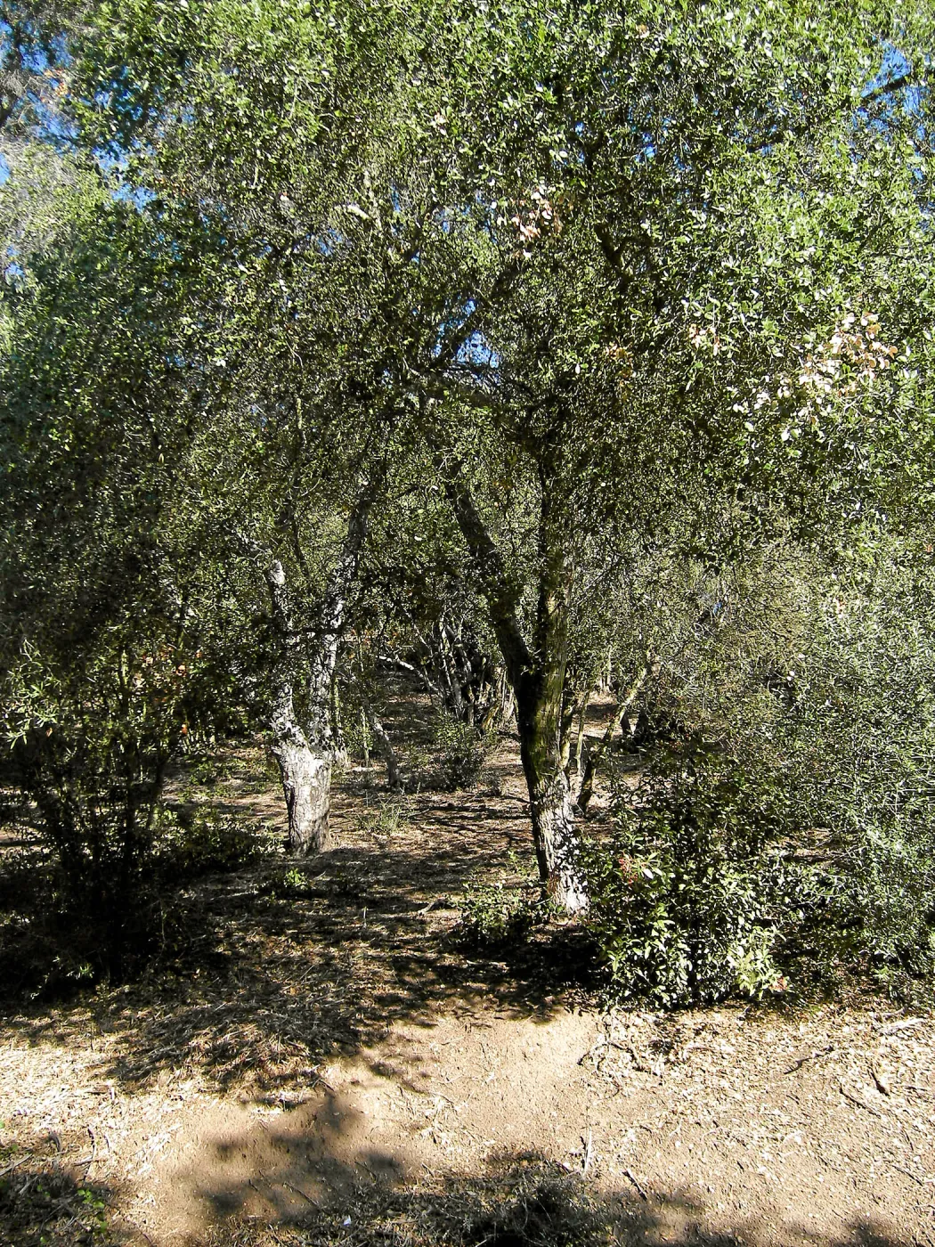 Brush along Mission Canyon Road