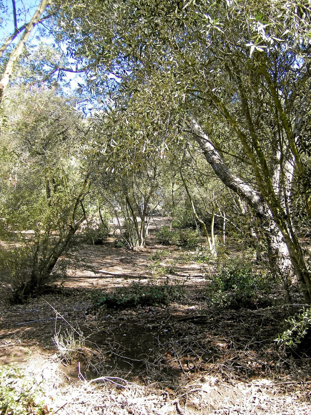 Brush along Mission Canyon Road