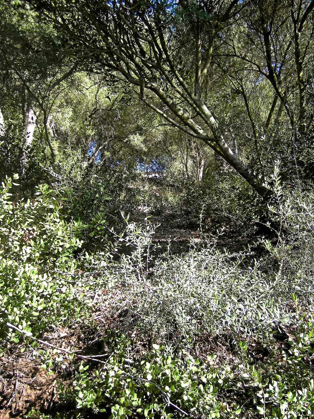 Brush along Mission Canyon Road