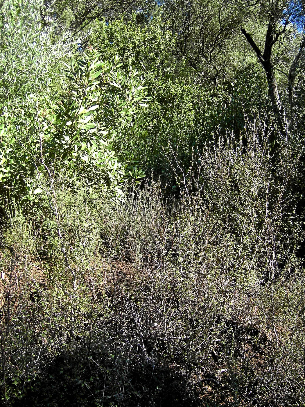 Brush along Mission Canyon Road