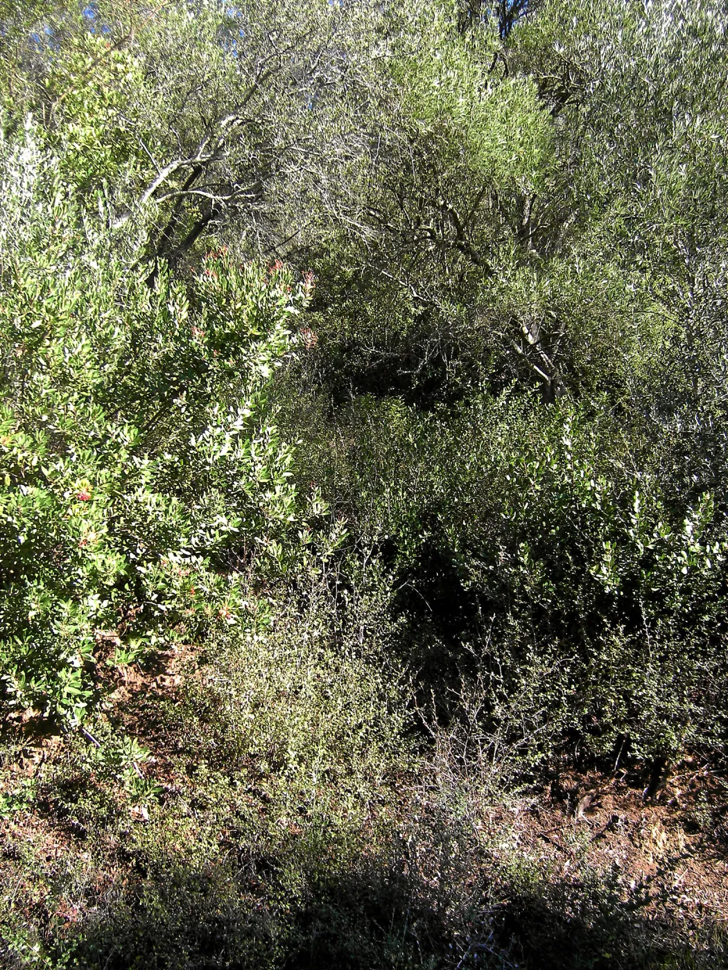 Brush along Mission Canyon Road