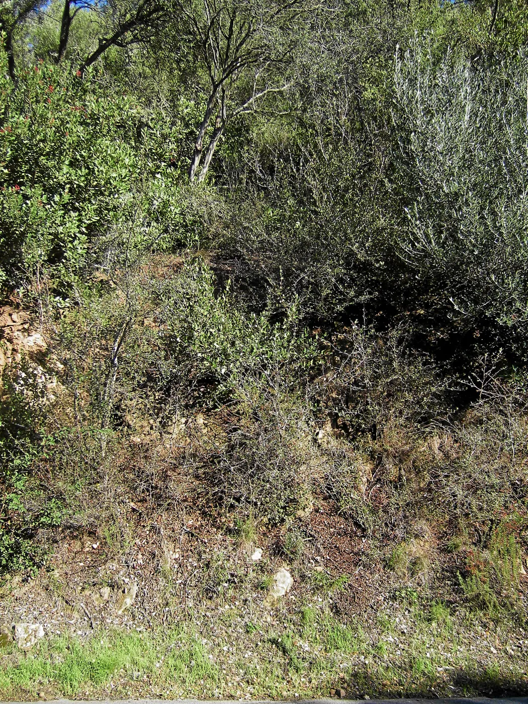 Brush along Mission Canyon Road