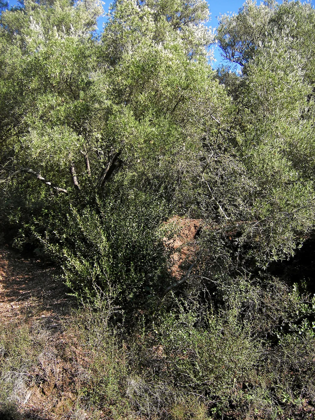 Brush along Mission Canyon Road