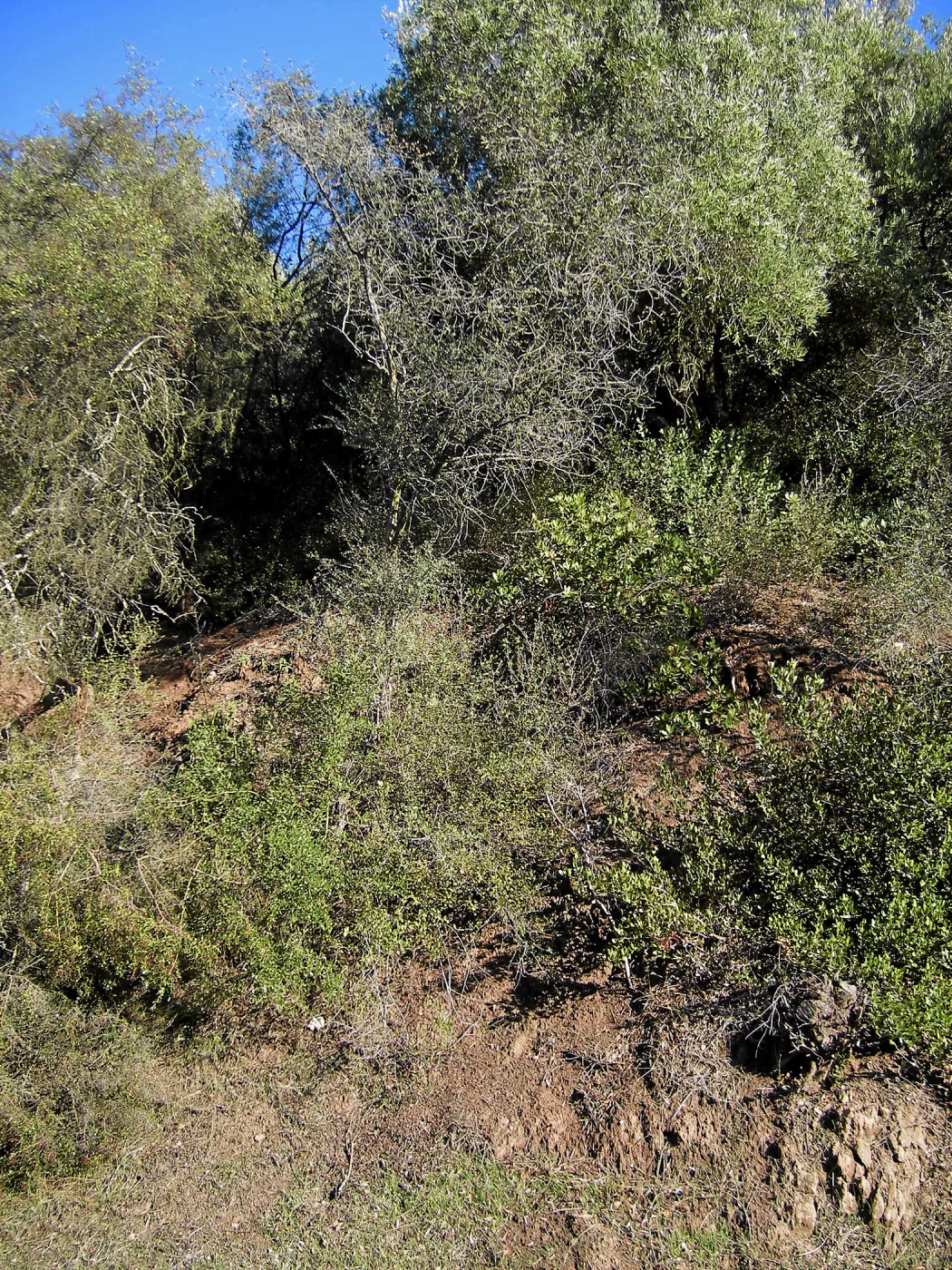 Brush along Mission Canyon Road