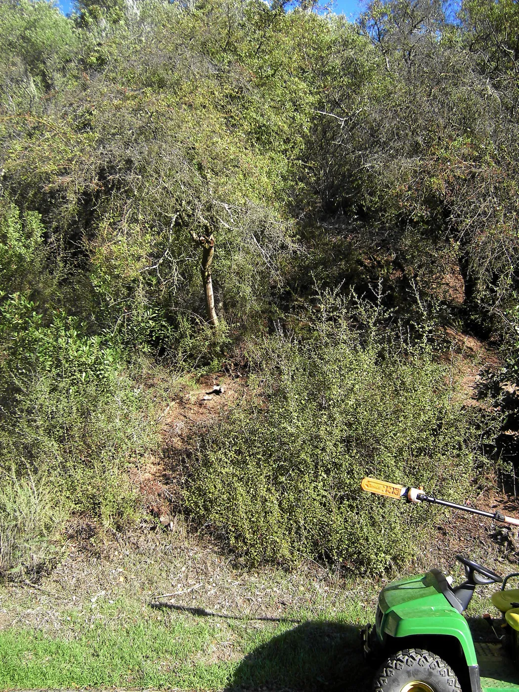 Brush along Mission Canyon Road