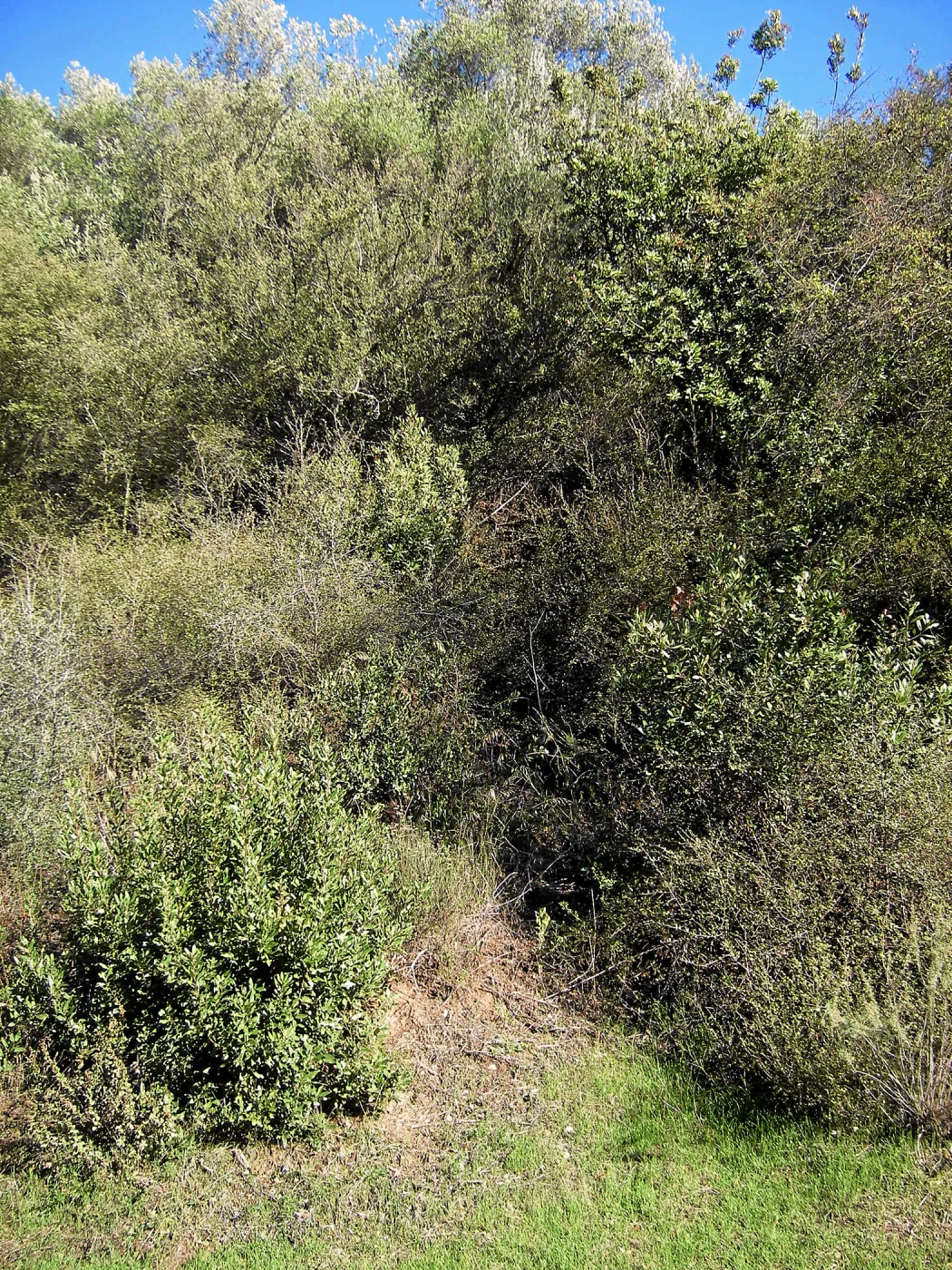 Brush along Mission Canyon Road