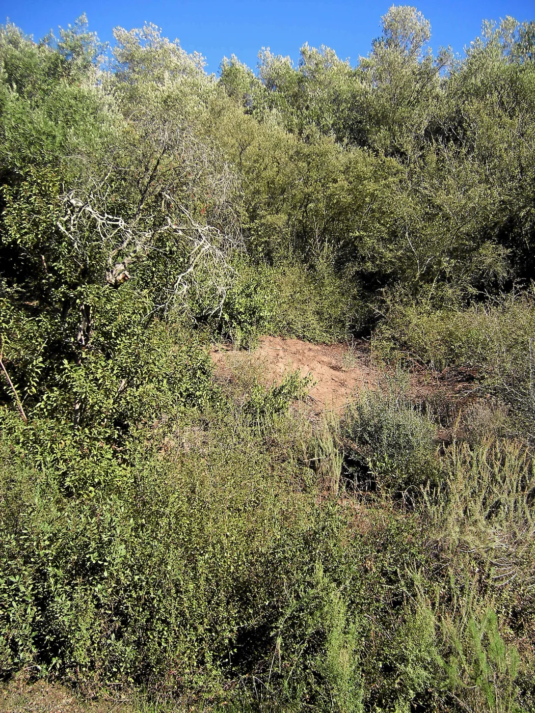Brush along Mission Canyon Road