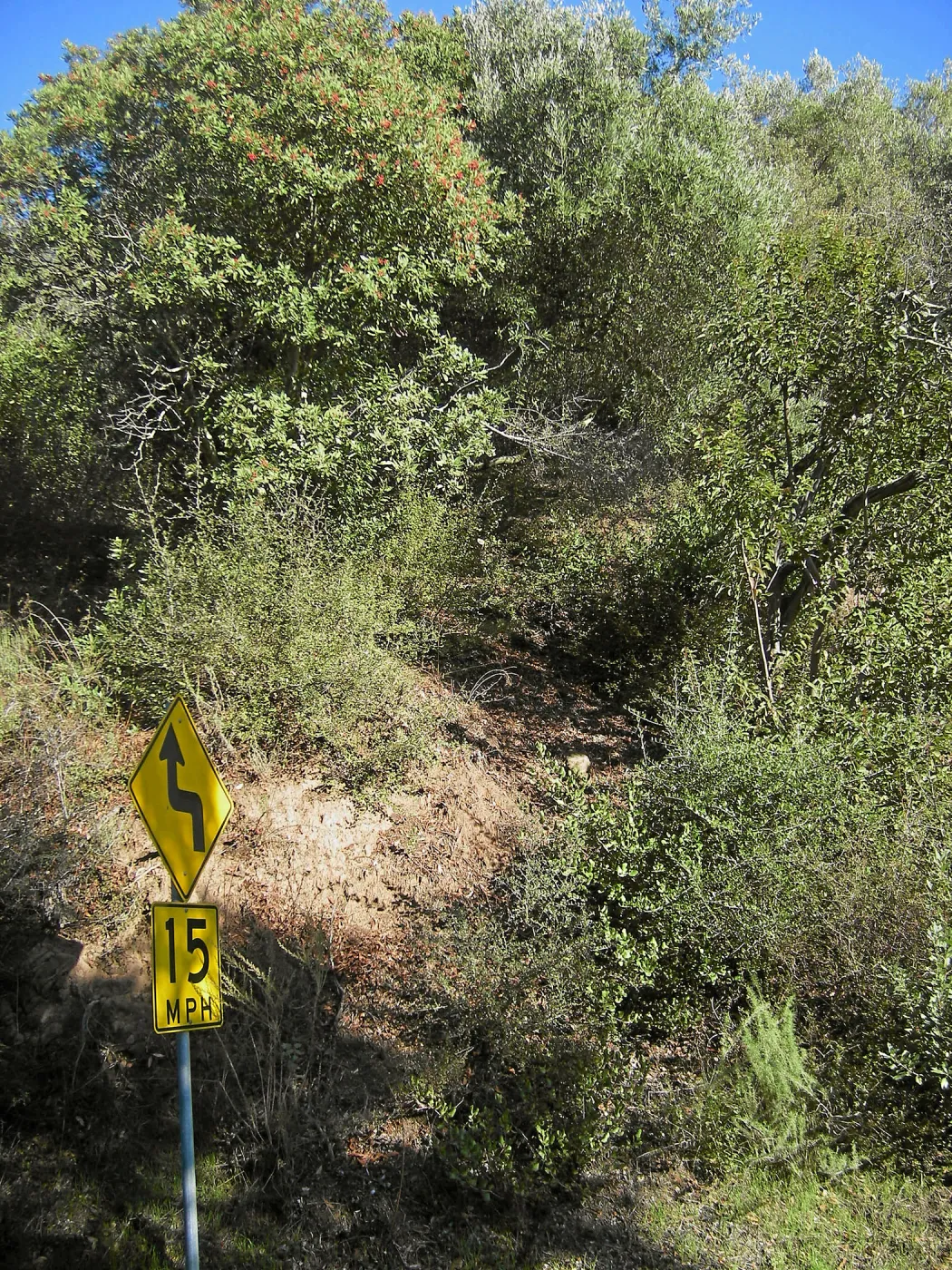 Brush along Mission Canyon Road