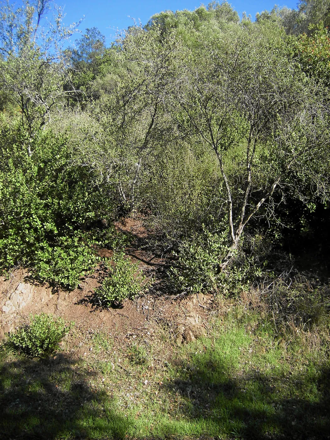 Brush along Mission Canyon Road