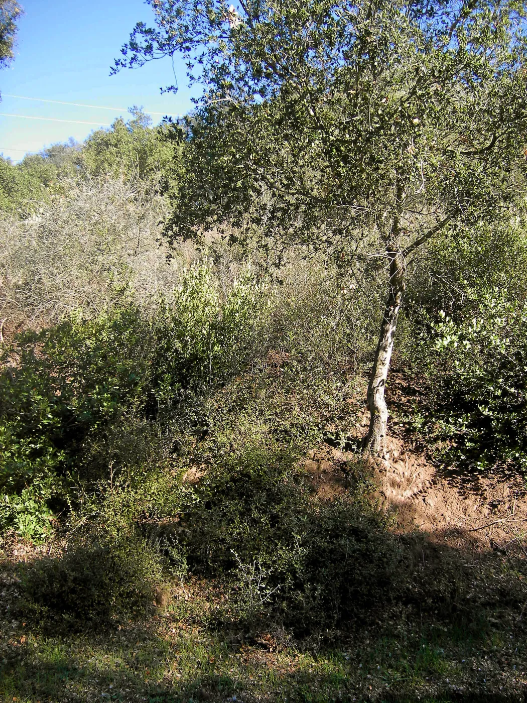 Brush along Mission Canyon Road