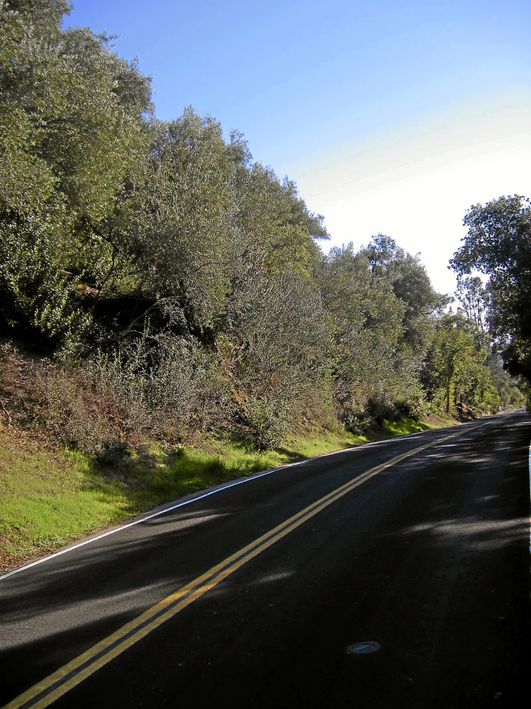 Brush along Mission Canyon Road