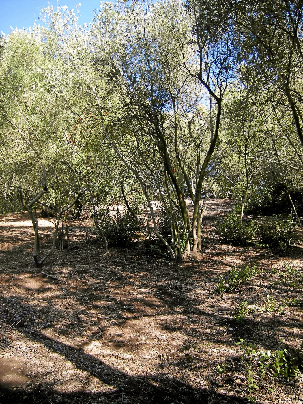 Brush along Mission Canyon Road