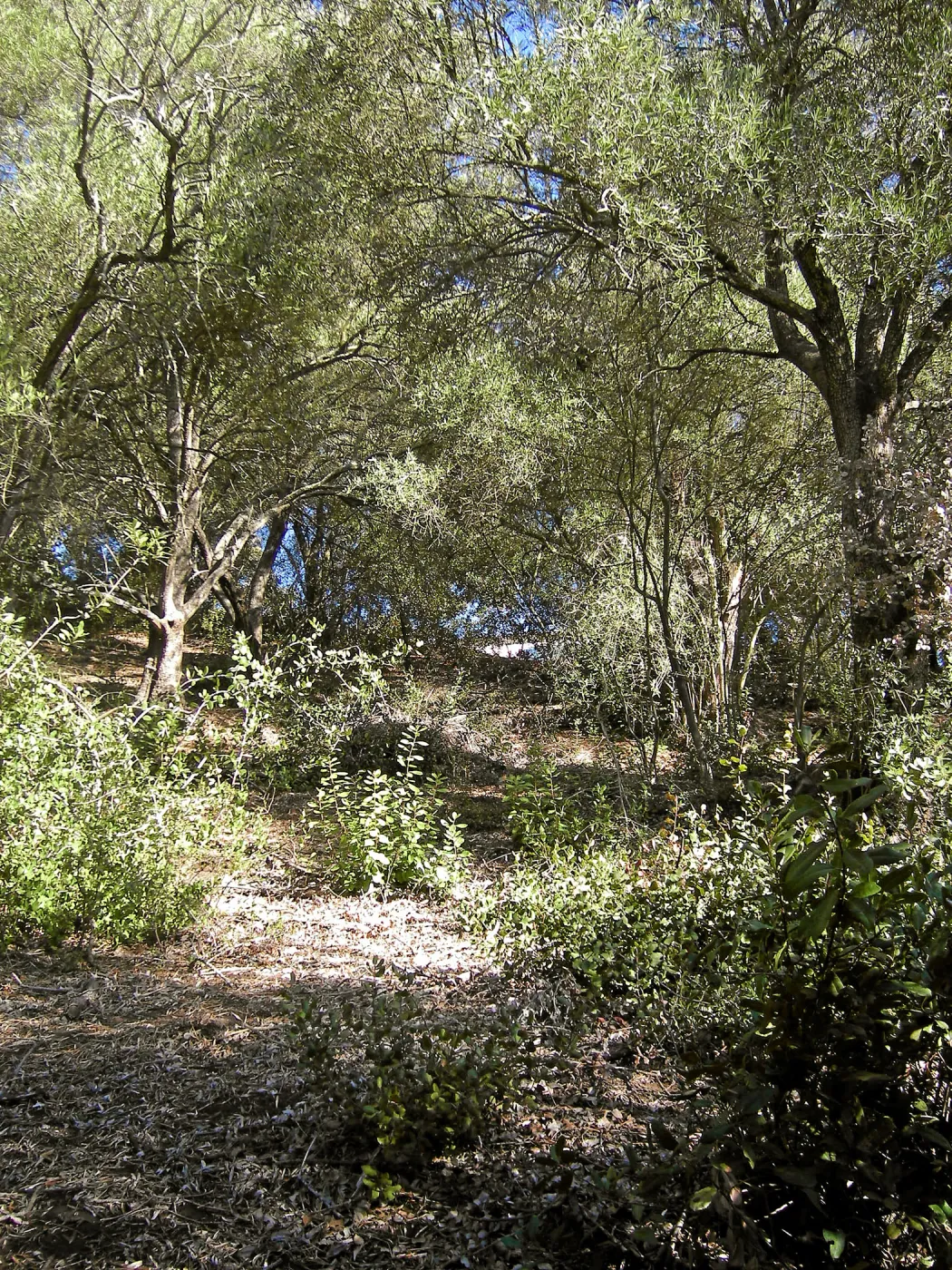 Brush along Mission Canyon Road