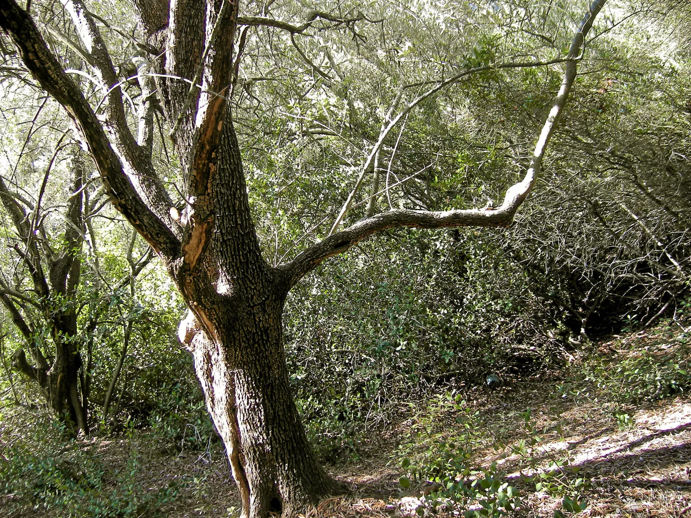 Brush along Mission Canyon Road