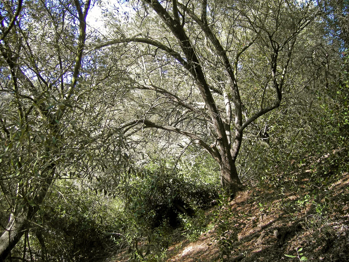 Brush along Mission Canyon Road