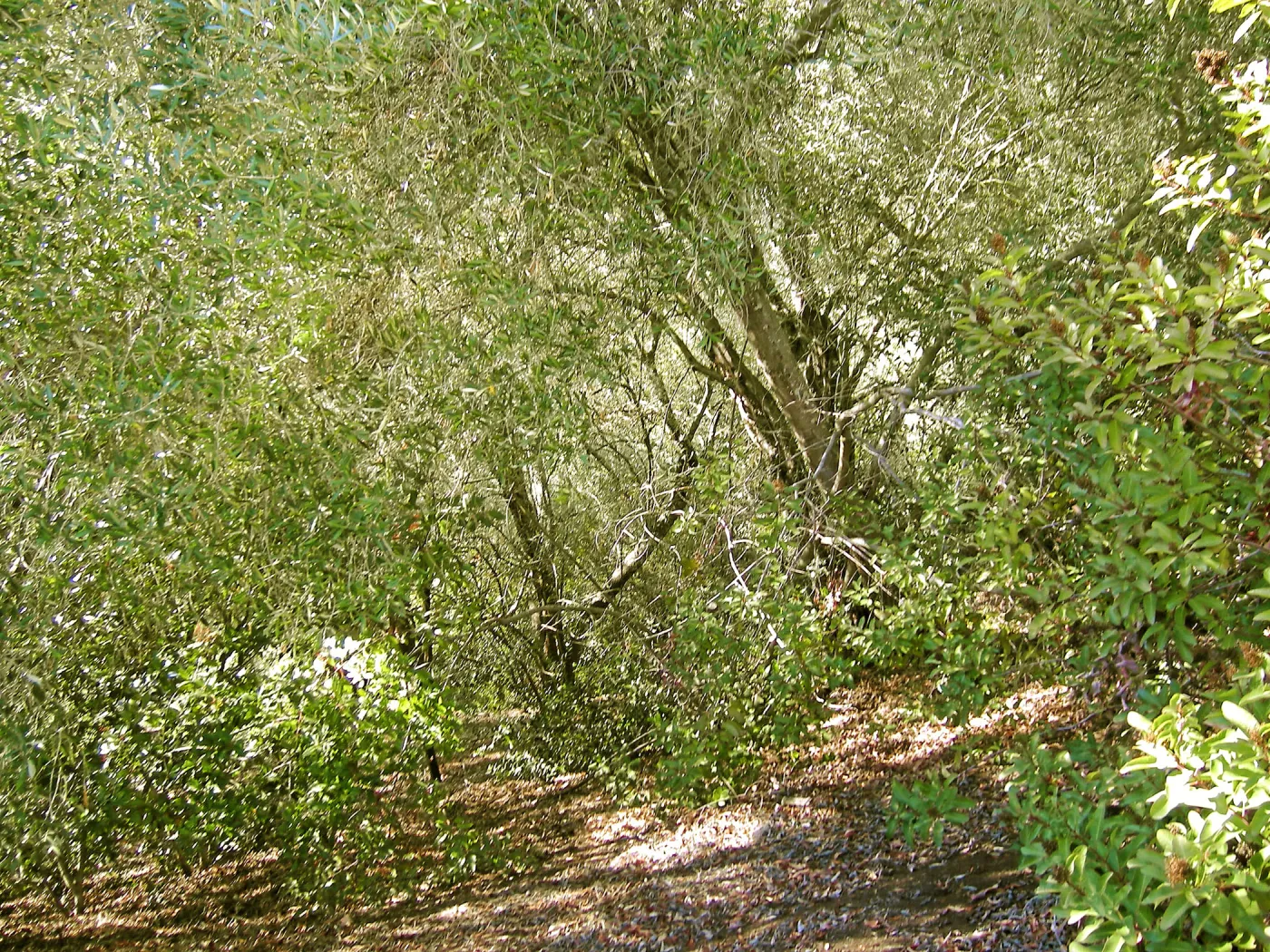 Brush along Mission Canyon Road
