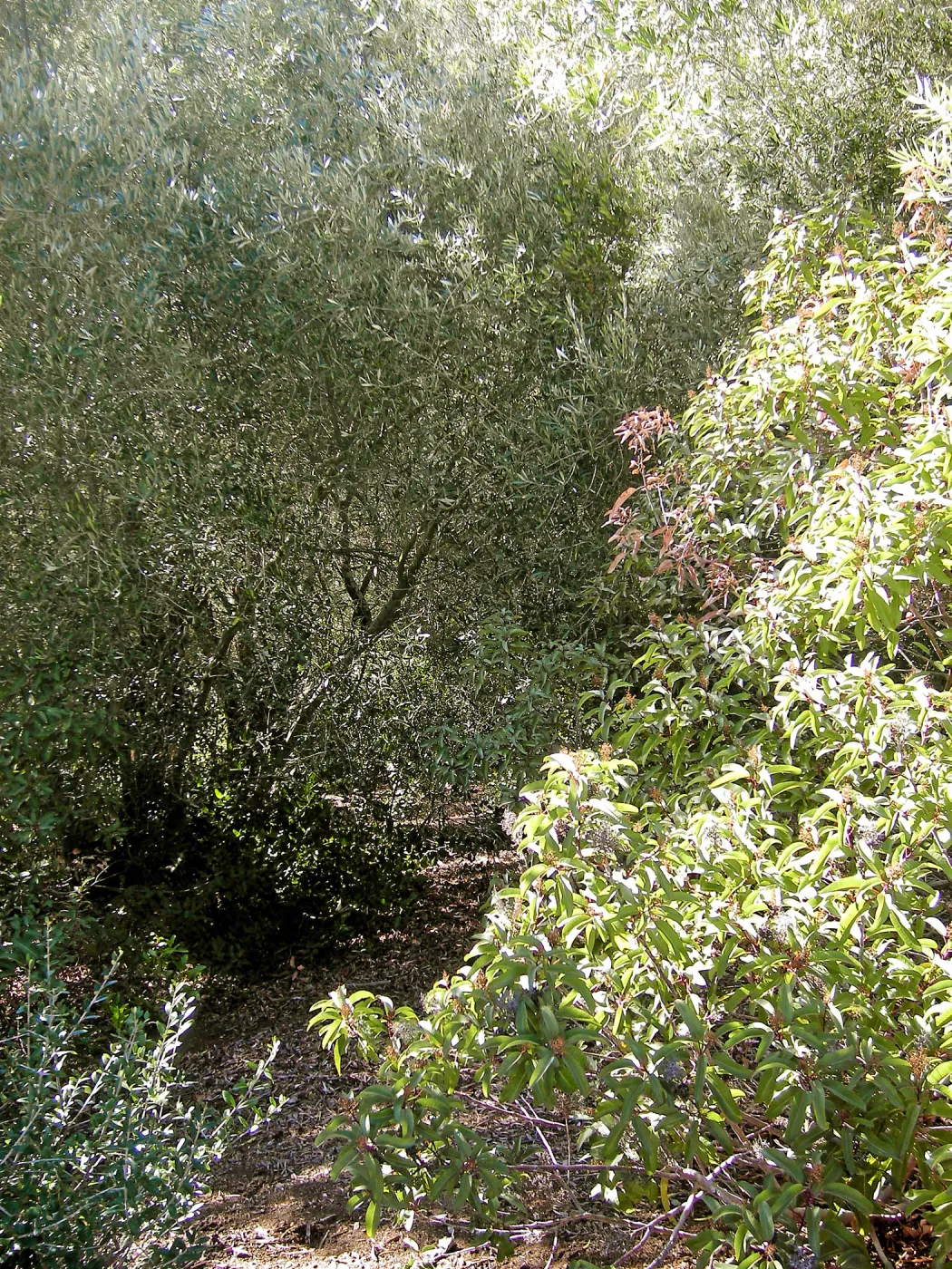 Brush along Mission Canyon Road