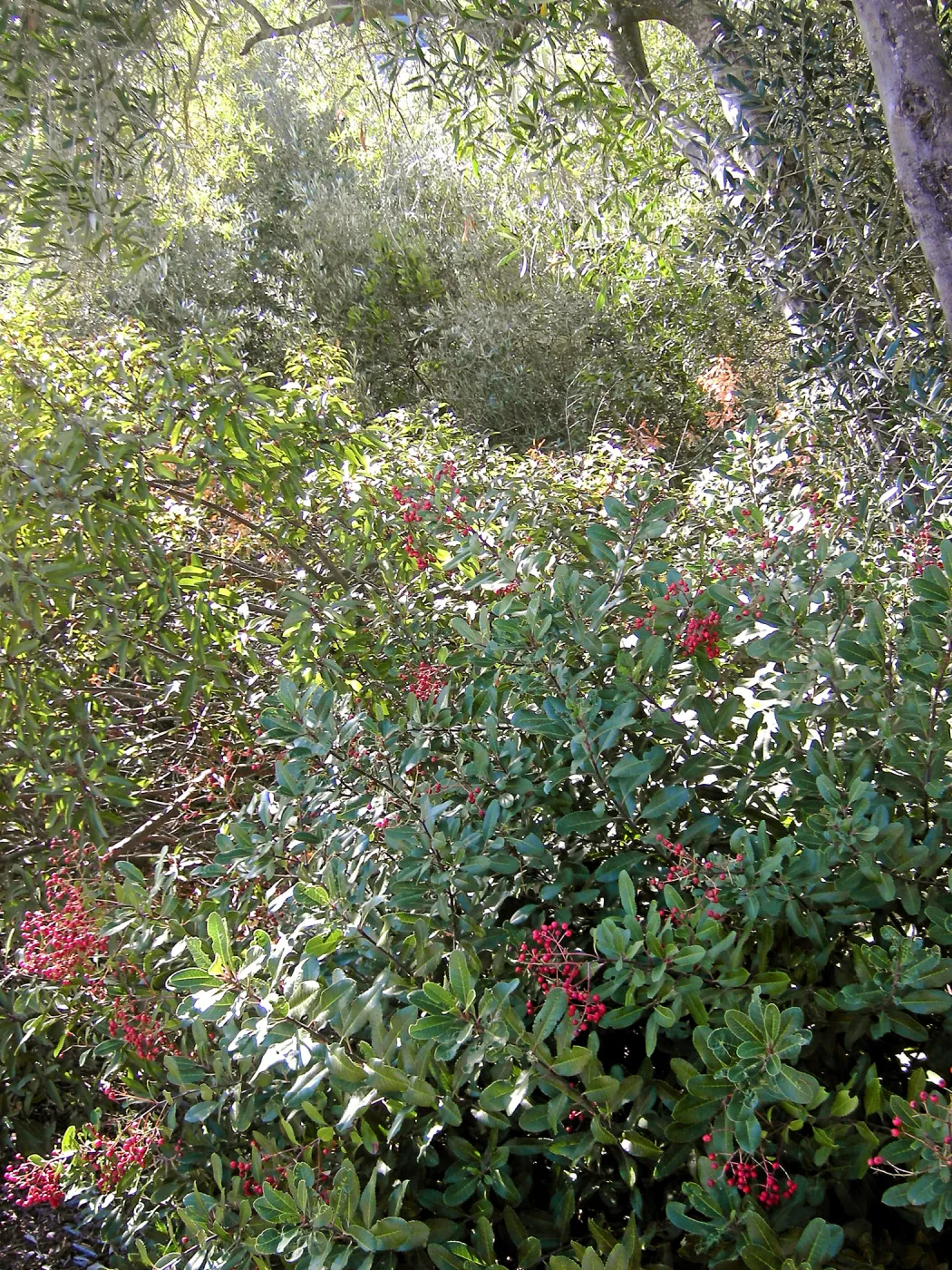 Brush along Mission Canyon Road