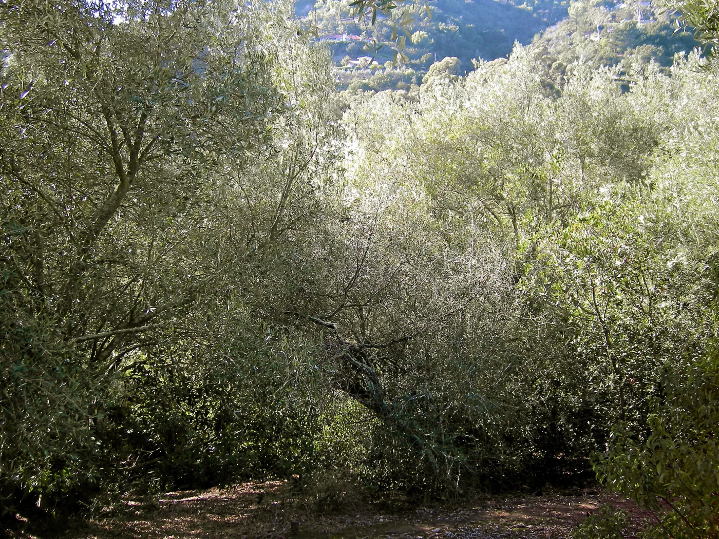 Brush along Mission Canyon Road