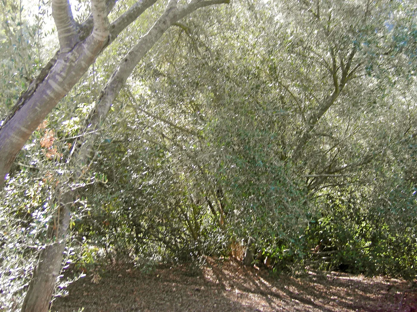 Brush along Mission Canyon Road
