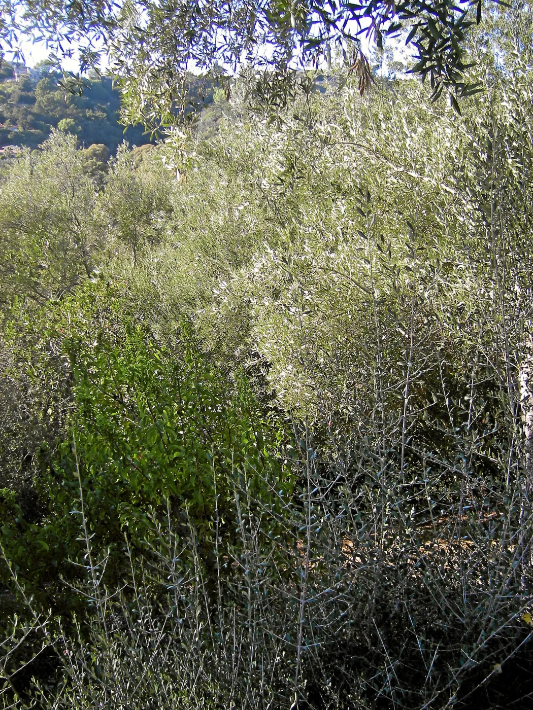 Brush along Mission Canyon Road