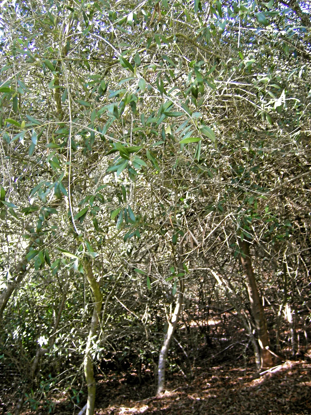 Brush along Mission Canyon Road