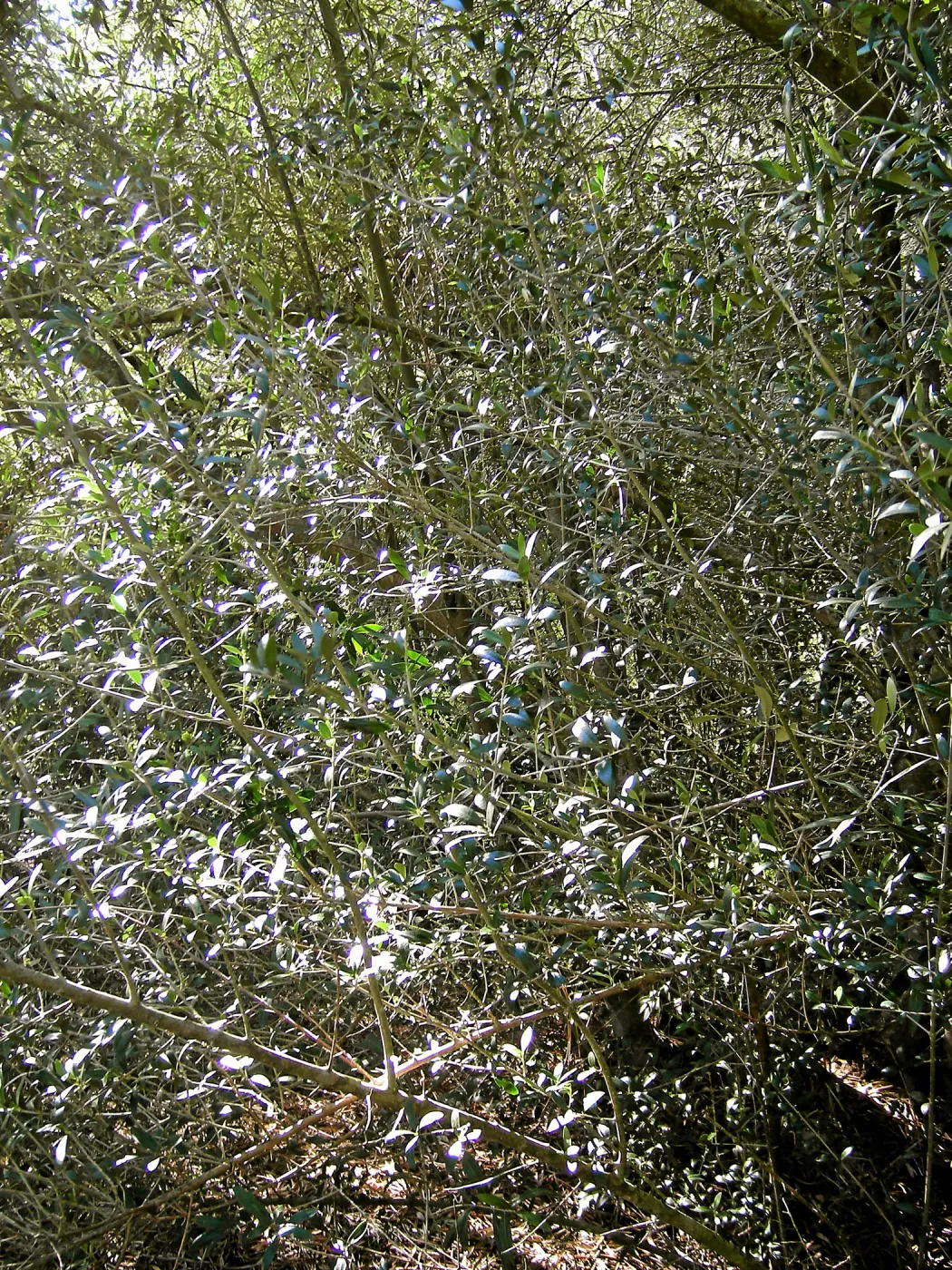Brush along Mission Canyon Road