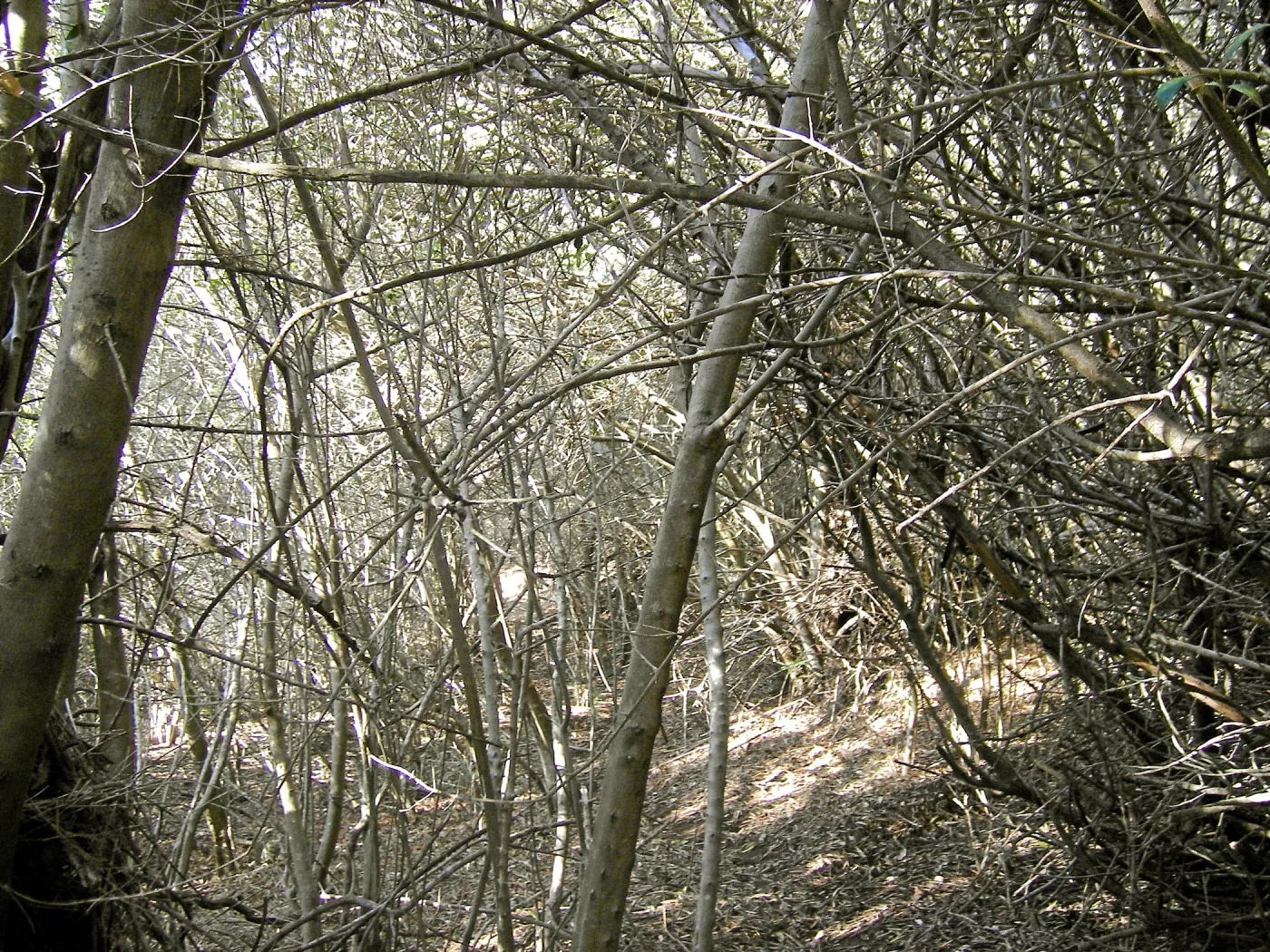 Brush along Mission Canyon Road