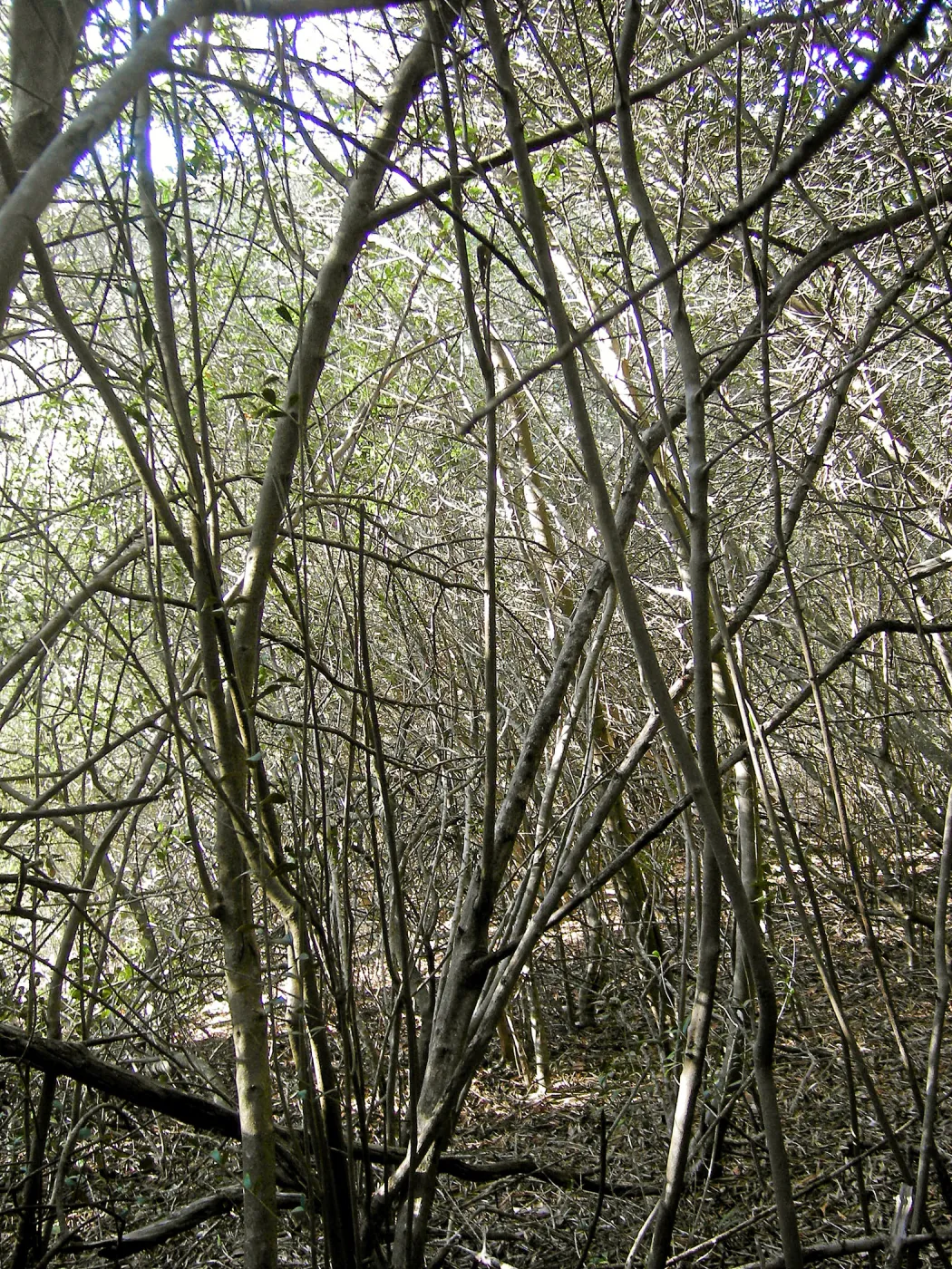 Brush along Mission Canyon Road