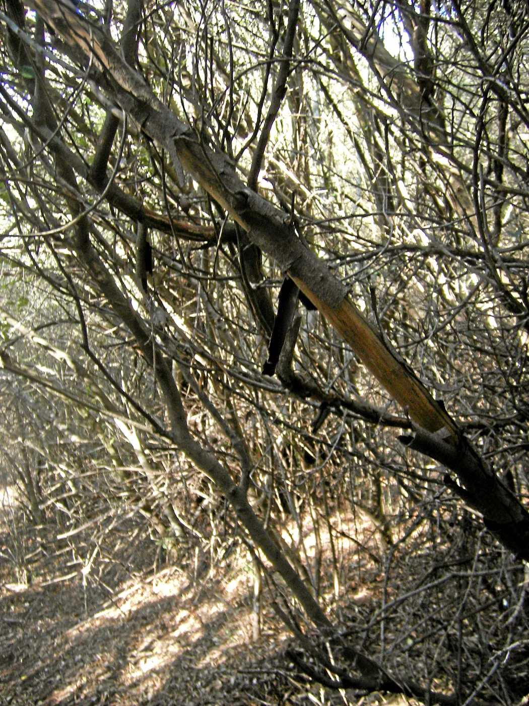 Brush along Mission Canyon Road