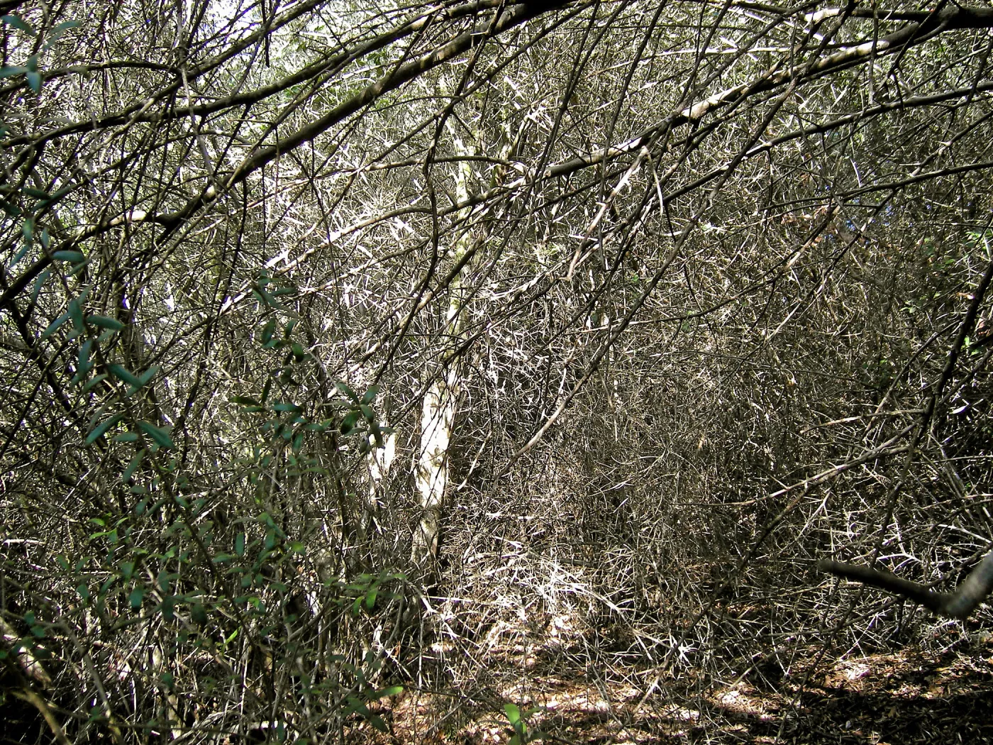 Brush along Mission Canyon Road