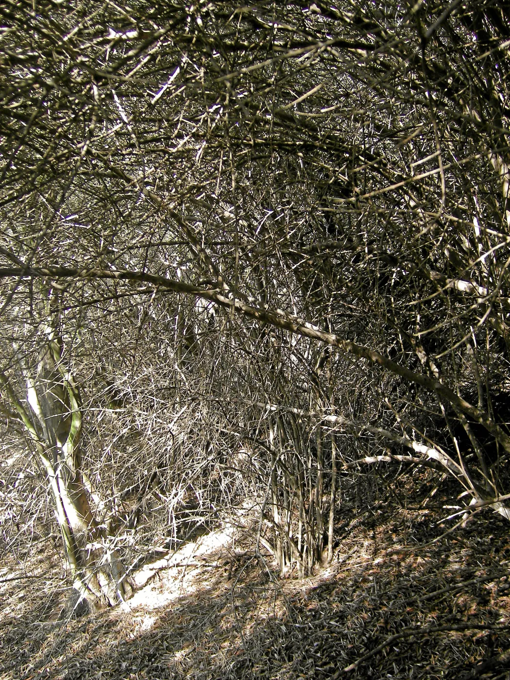 Brush along Mission Canyon Road